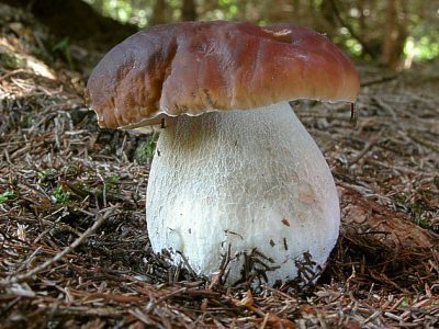 BOLETUS EDULIS